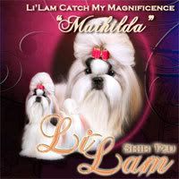 LiLam Catch My Magnificence