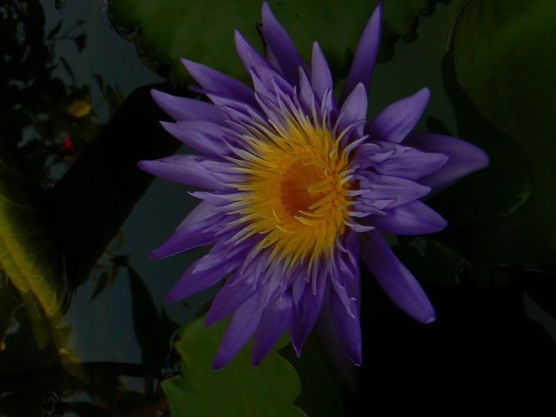 Picture:Click to zoom Picture:Click to zoom