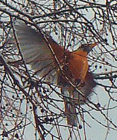 This is a zoom from the picture of all the robins in the tree below
