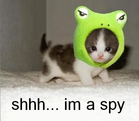 Kittenspy.jpg