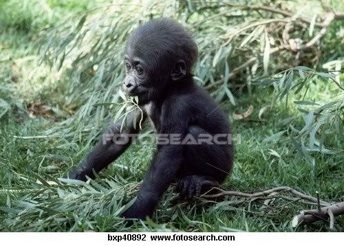 babygorilla.jpg