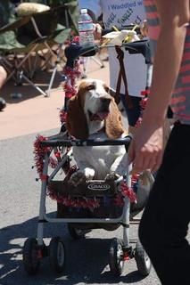 basset.jpg