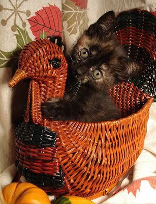 cute-kitten-in-turkey-basket.jpg