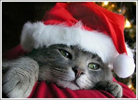 santakitty.jpg