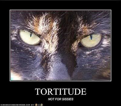 tortitude.jpg