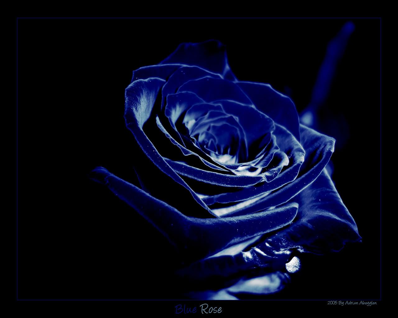 Blue Rose Banner