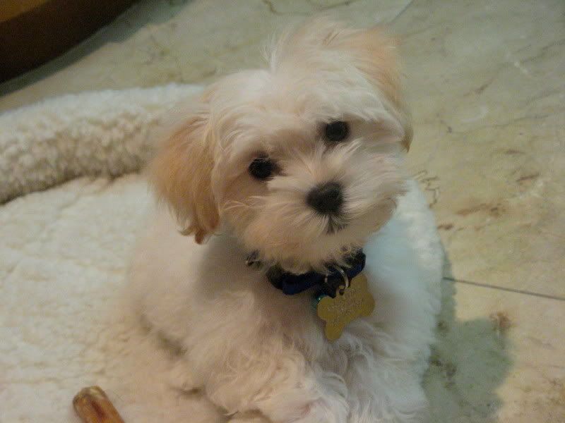 My Havanese puppy Archie: Before "puppy cut" After "puppy cut"