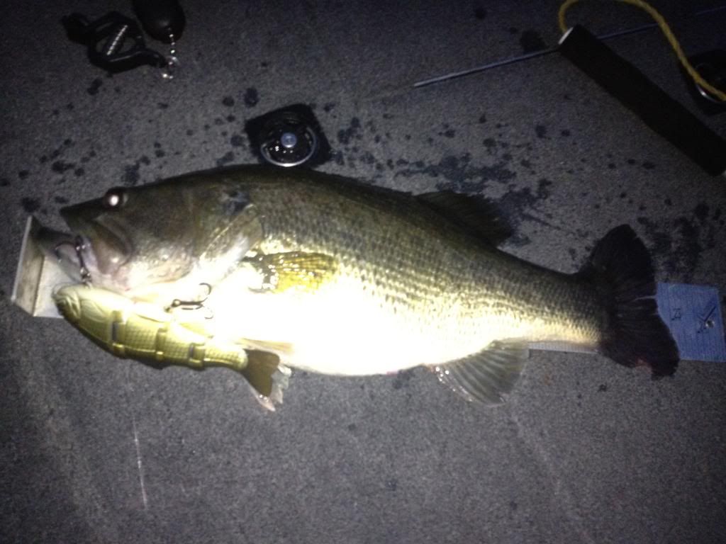 do bass eat carp? Texas Fishing Forum
