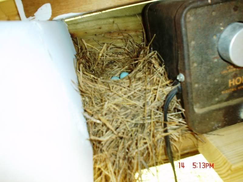 spring07nest1.jpg