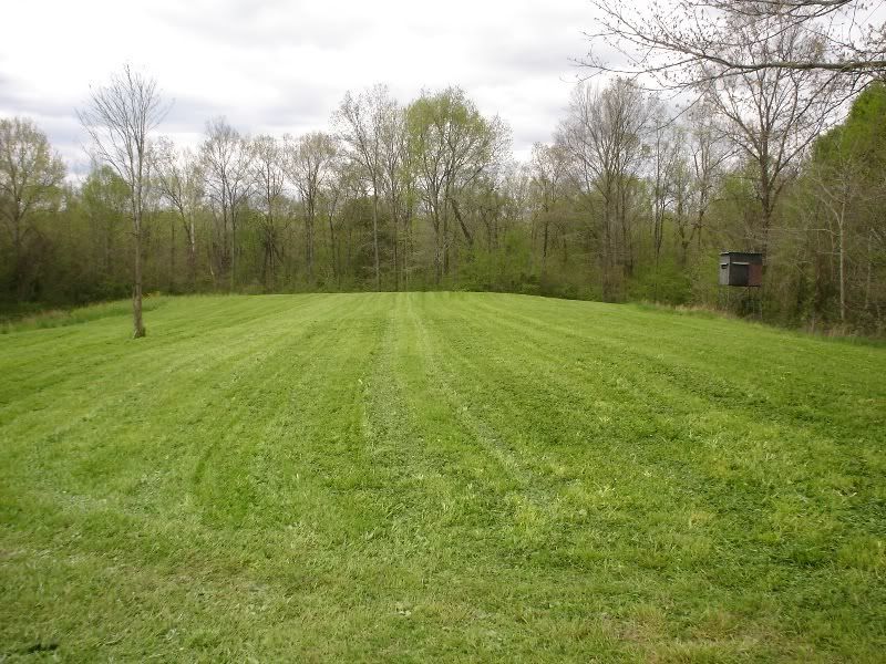 spring2008biggrowerplotmowed.jpg