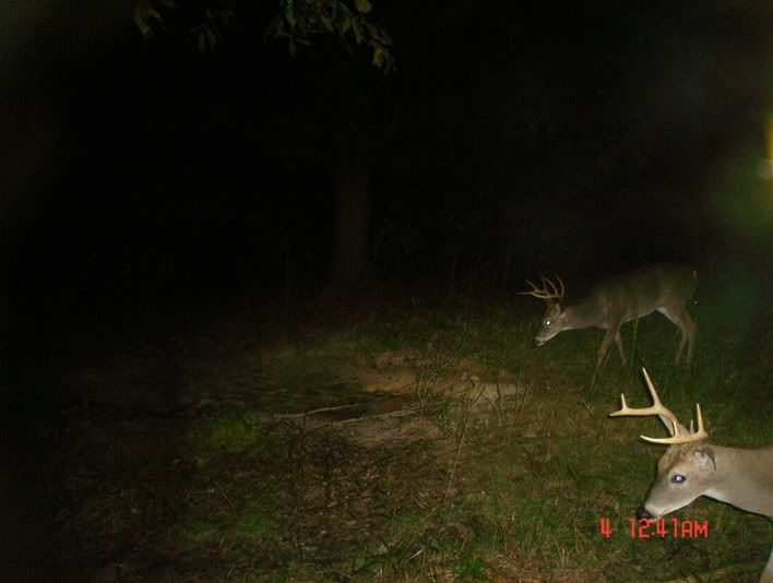 DSC02410yeticam.jpg?t=1256305275