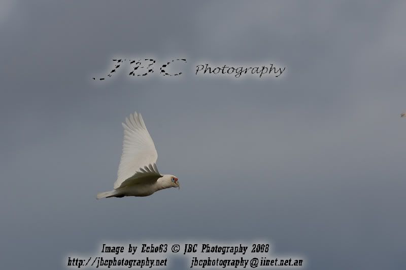 IMAGE: http://i103.photobucket.com/albums/m150/Echo63/310710trackday7copy.jpg