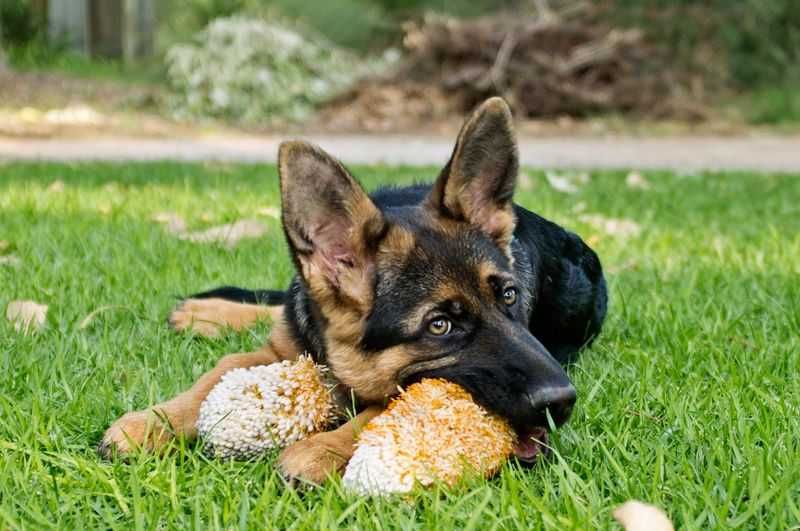 IMAGE: http://i103.photobucket.com/albums/m150/Echo63/DSCF4162_zpsxmwaibgz.jpg