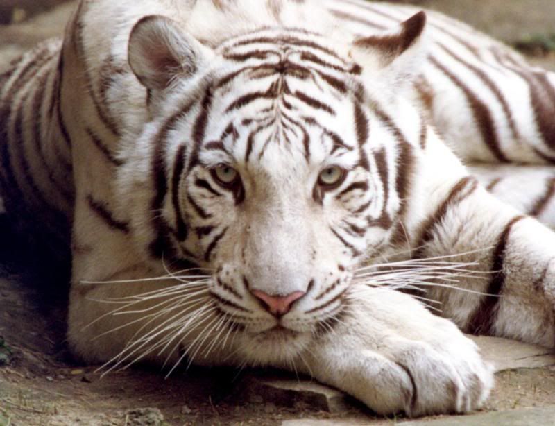 tigerbackground-1.jpg