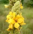 Mullein Pictures, Images and Photos