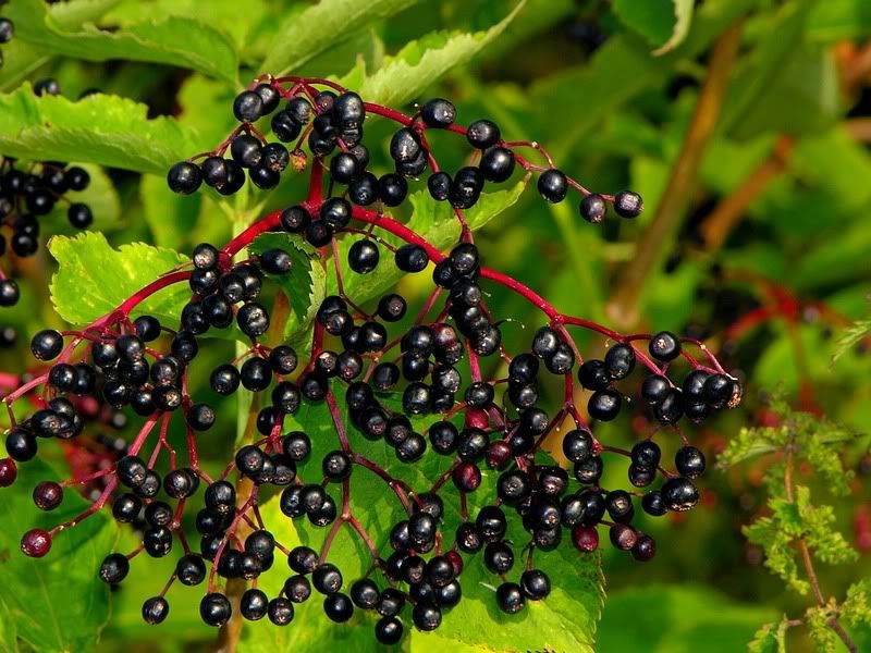 Elderberry Pictures, Images and Photos