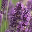 Lavender Pictures, Images and Photos