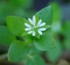 Chickweed 2 Pictures, Images and Photos