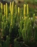 Club Moss Pictures, Images and Photos