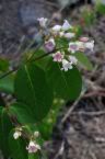 Dogbane Pictures, Images and Photos