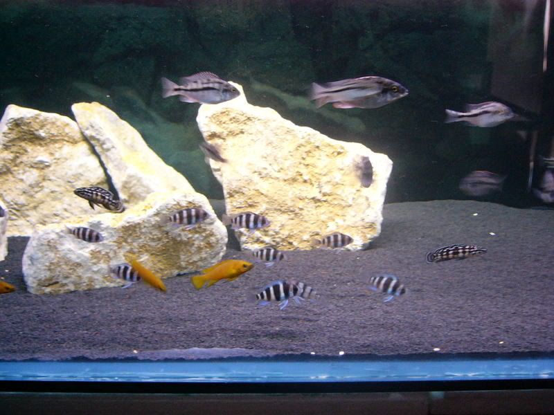 fish058.jpg