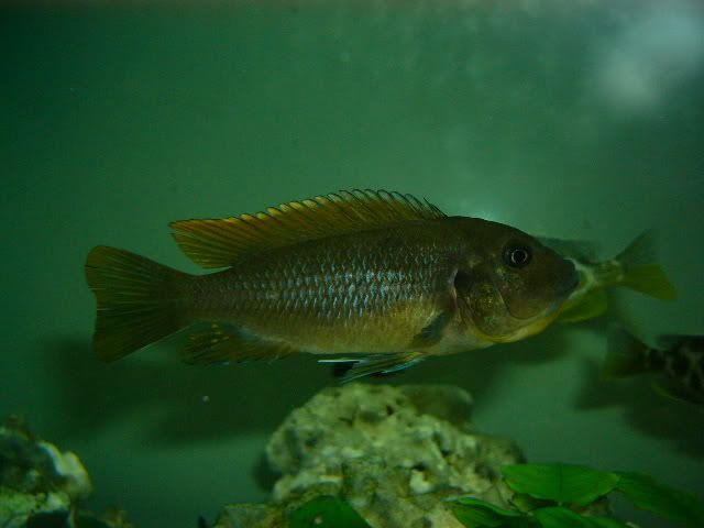 fishtank038.jpg