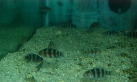 fishtank064.jpg