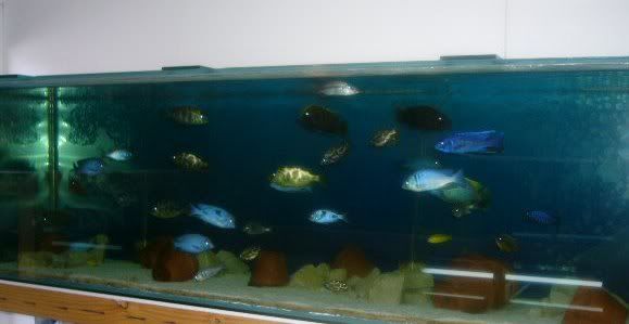 fishtank125.jpg