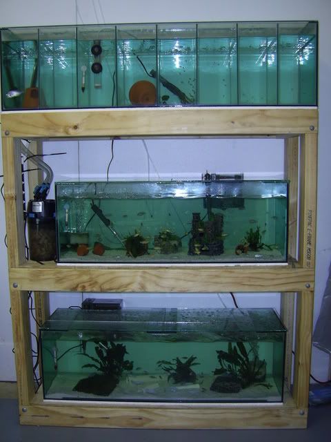 fishtank339.jpg