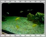 th_fishtank1247.jpg