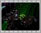 th_fishtank980.jpg