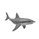 shark1c.png