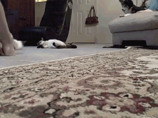 carpetcat.gif