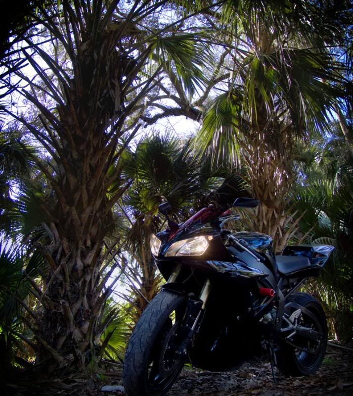 http://i103.photobucket.com/albums/m153/bluemeanietsi/Daytona/r1tree-1.jpg