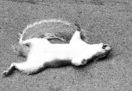 DeadSquirrel.jpg