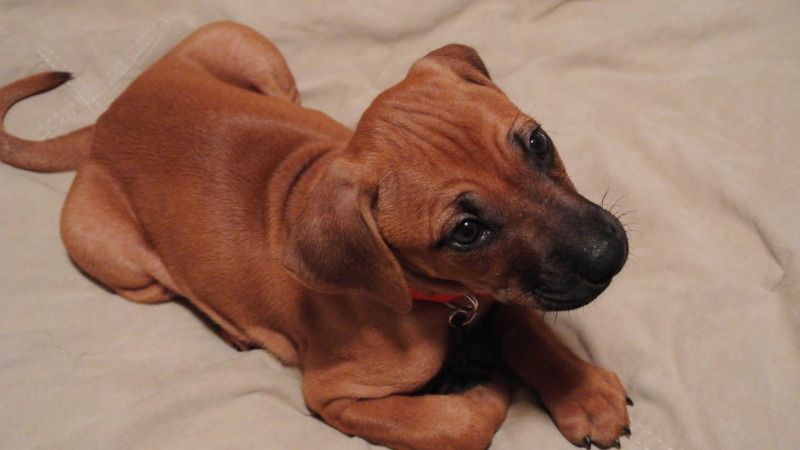 rhodesian ridgeback without ridge