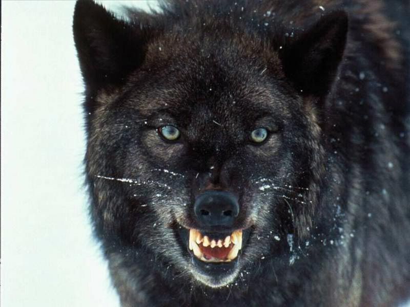 Black wulf florida rotwolf