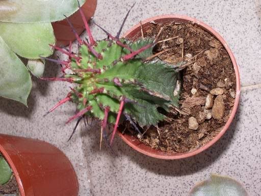 EuphorbiaHorrida.jpg
