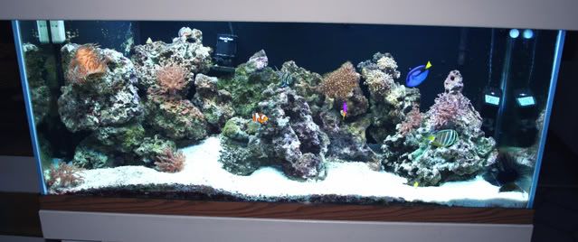 Fishtank013.jpg