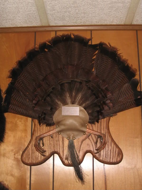 Turkey Fan Mount With Feet to the Forum and