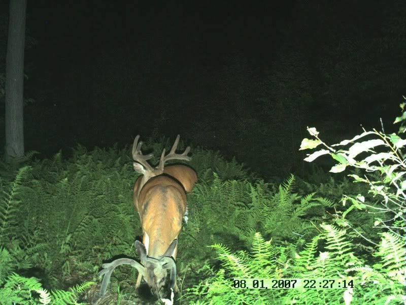 What does this PA buck score? Archery Talk Forum