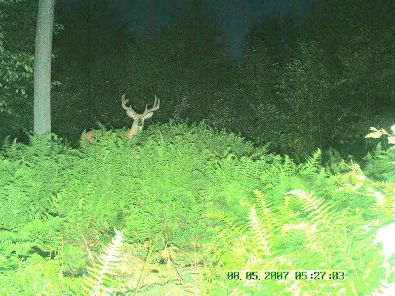 What does this PA buck score? Archery Talk Forum