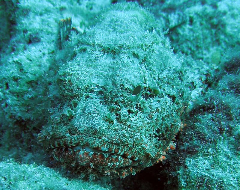 Scorpianfish-sandyrock.jpg