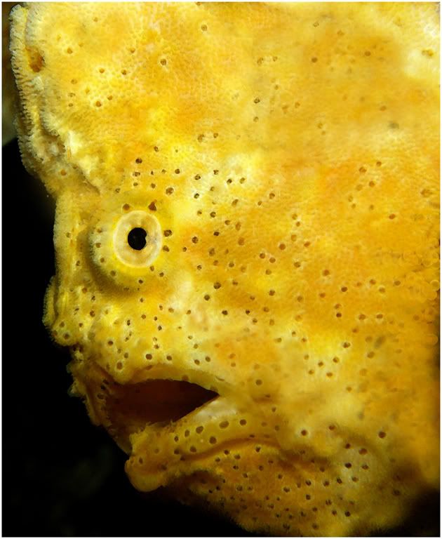 Portraitofayellowfrogfish.jpg