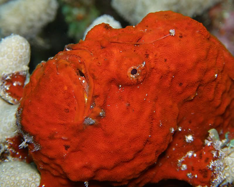 RedFrogFish-cropped.jpg