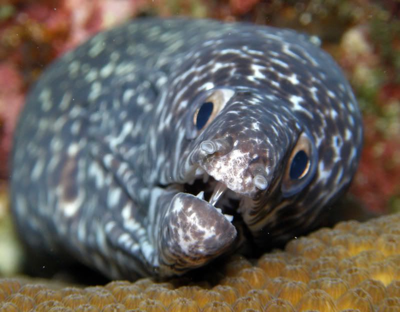 Tiredmoray.jpg