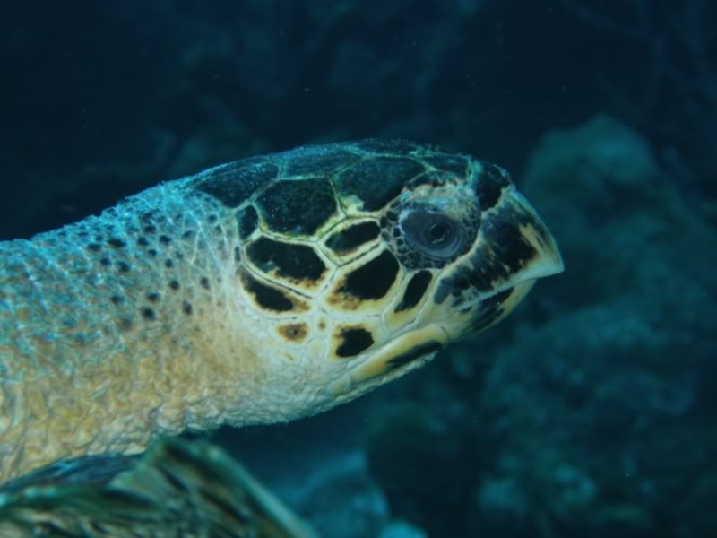 turtlemacro.jpg