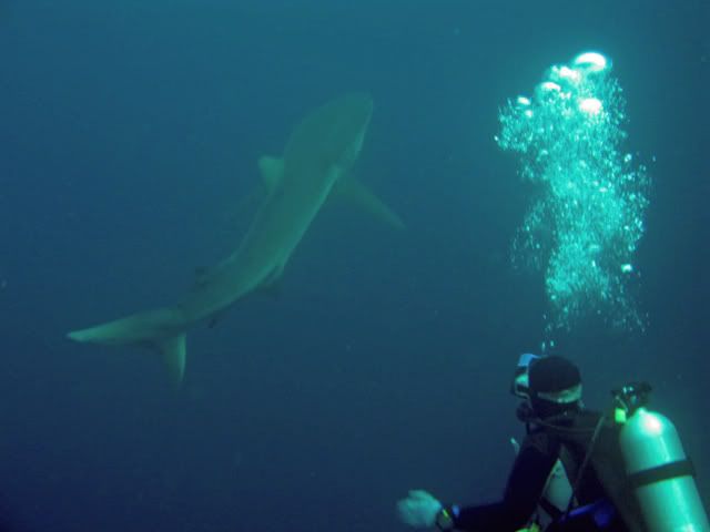 EllentheGalapagosshark.jpg