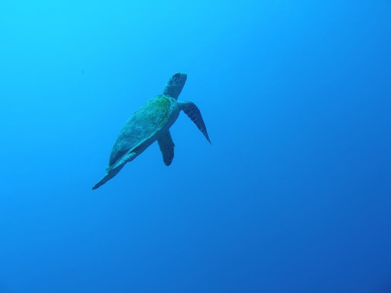 Turtleswimming.jpg