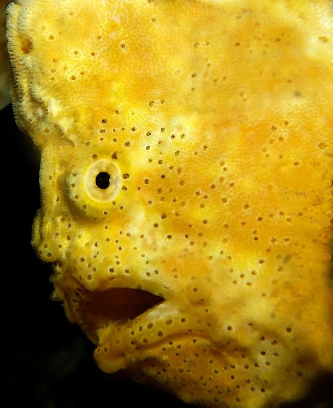 Portraitofayellowfrogfish2.jpg